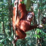 20150124-orang-outan femelle