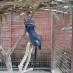 20150224-cockatoo roi des oiseaux en Indonésie