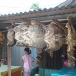 20150202-poissons salés et séchés Sulawesi
