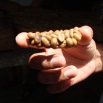 20150210-05 Graines de café dans excréments de la civette - Café Luwak