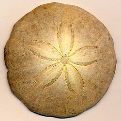 Dollar des sables