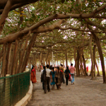 bp20110101-116-00_Calcuta -  Arbre Banya plus gros du monde 1.08 km dia