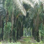 Plantation palmiers a huile