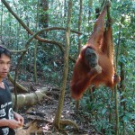 Assistant-guide et l'orang-outan