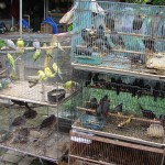 Marché des oiseaux