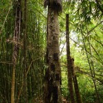 Bébés dans l'arbre