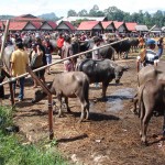 Marché des buffles