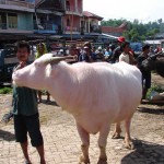 Marché des buffles: 15 000 $