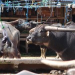 Marché des buffles