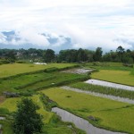 Les rizières en terrasse