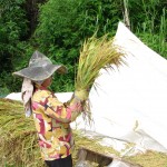 Travail du riz