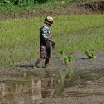 Plantage du riz