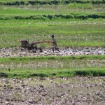 Labours des rizières au tracteur