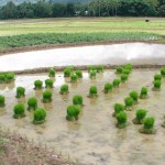 Travail du riz