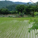 Travail du riz