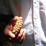 Une «crotte» de mangouste contenant des grains de café partiellement digérés