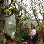 Jardin botanique de Bedugull