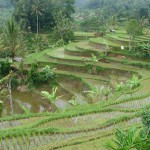 Rizières en terrasse de Jatiluwih