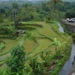 Rizières en terrasse de Jatiluwih