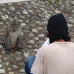 Andrean et un macaque