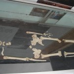Le squelette de «Flo»