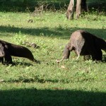 Enfin nos premiers varongs ou monstres de Komodo