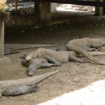Parc national de Rinca: des varongs à l'ombre du chalet des gardiens