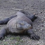 20150218-varong Komodo comble un autre rêve