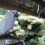 20150224-autre version de cockatoo