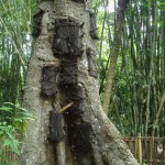 20150203-tombeau bébé dans l'arbre